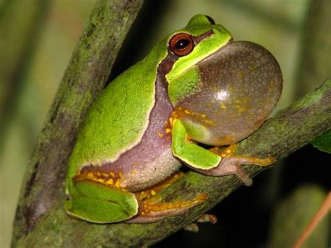 Pine Barrens Tree Frog Facts and Pictures