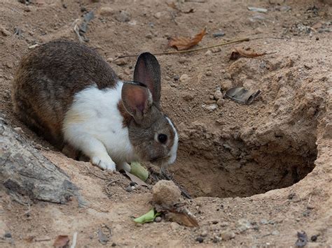 Our Favorite Rabbit Holes - WHYY