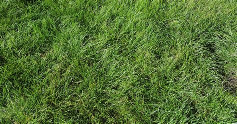 Creeping Red Fescue - McKays Grass Seeds