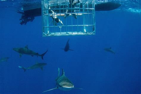 Shark Cage Diving On "The World Famous North Shore of Oahu", Hawaii ...