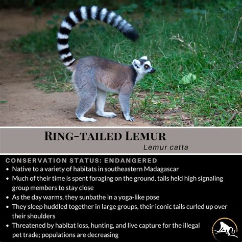 Ring-Tailed Lemur, Lemur catta | New England Primate Conservancy