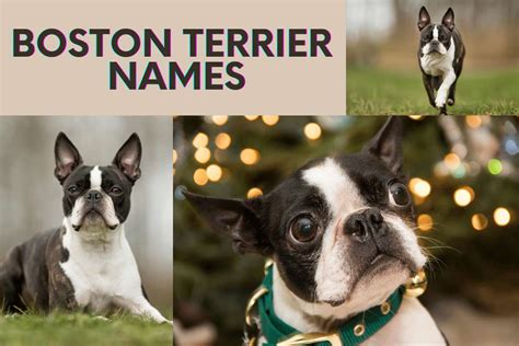 761 Tail-Wagging Boston Terrier Names for Your Pup - Animal Hype