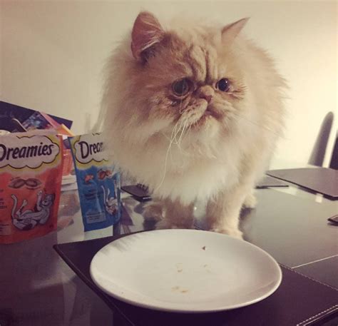 What is The Best Cat Food for Persian Cats | Persian Cat Corner