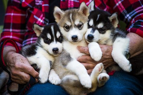 Meet the alumna who raises Northeastern’s King Husky mascot - News ...