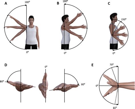 Shoulder Muscles Range Of Motion