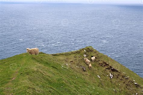 Portrait of sheep on Faroe Islands 3071401 Stock Photo at Vecteezy