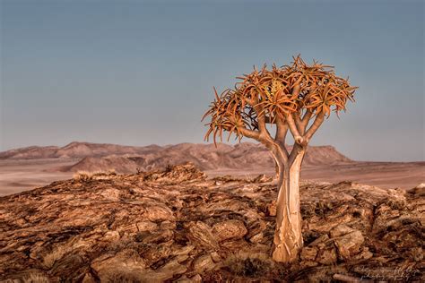 Desert tree,Namibia, Namibia