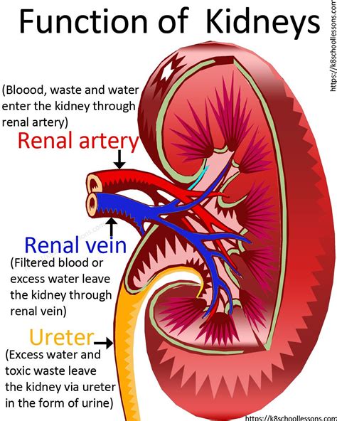 Urinary System for Kids | Human Urinary System | Human Body Facts ...