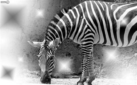 Zebra Wallpapers - Animal Spot