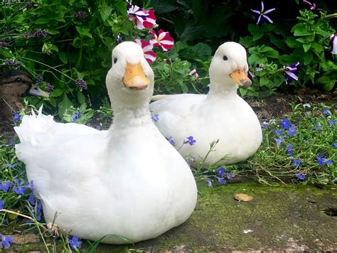 Top Domestic Duck Breeds You Should Know | Pets Nurturing