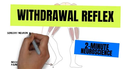 2-Minute Neuroscience: Withdrawal Reflex - YouTube