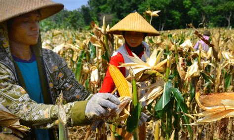 Cara Menanam Jagung dengan Mudah - Kebun.co.id