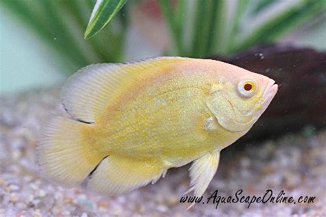 Lemon Oscar 2" (Astronotus ocellatus) - Product View