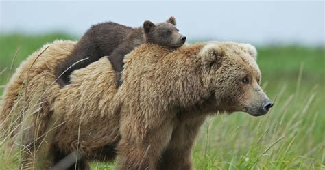 56 Un-Bear-Ably Cute Momma Bears Teaching Their Teddy Bears How To Bear ...