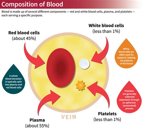 Types of Blood Donations – Stanford Blood Center