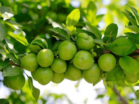 Kakadu Plum: History, Nutrition, Benefits and Side Effects