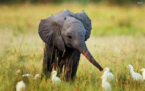 Elephant calf and baby birds wallpapers and images - wallpapers ...