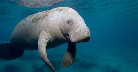 Record Manatee Count May Mean New Risks For Cuddly 'Sea Cows' | HuffPost