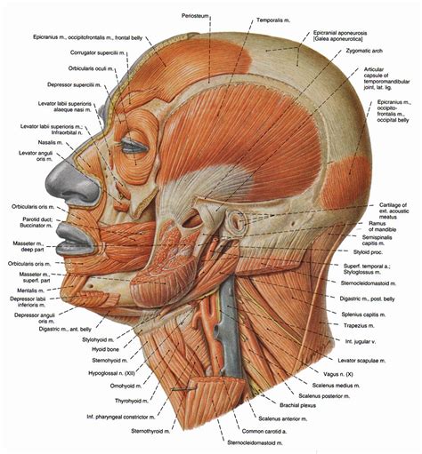 muscles | Muscle visage, Muscles corps humain, Muscle