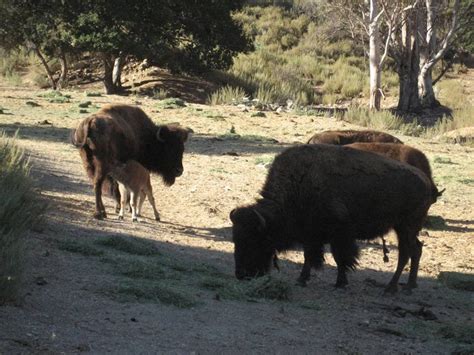 William S. Hart Museum — The Leonis Adobe Museum