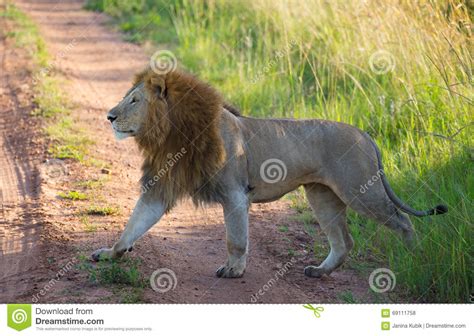 Lion on african savannah stock photo. Image of colors - 69111758