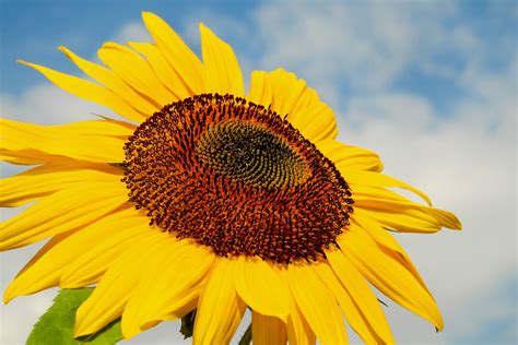 Sunflower 4K | Wallpaper backgrounds, Sunflower wallpaper, Composition ...