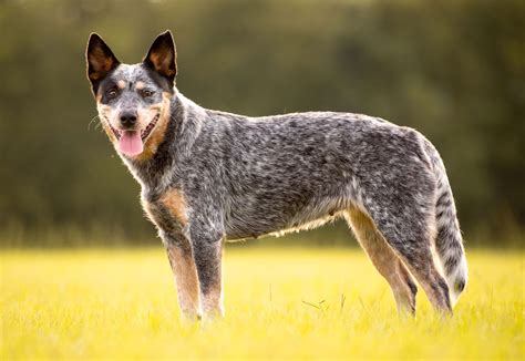 White Blue Heeler Dog