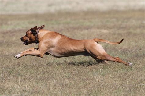 Rhodesian Ridgeback Hunting Lions