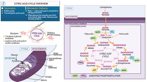 Anatomy & Physiology: Citric Acid Cycle Overview | Draw It to Know It