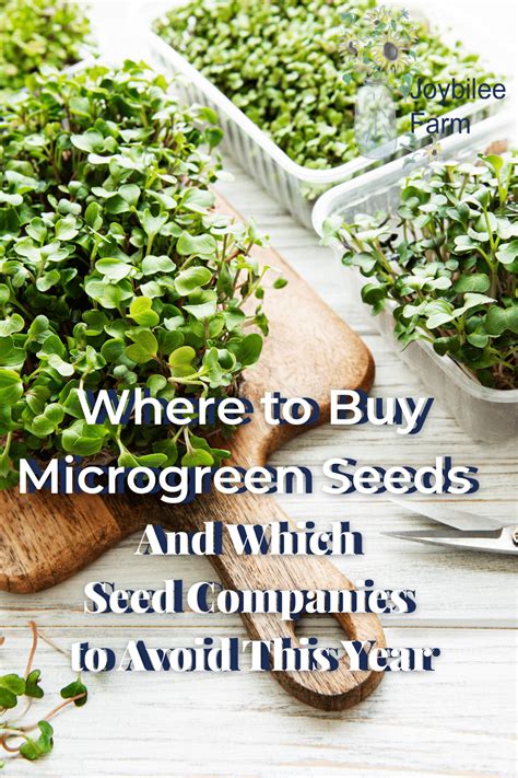 Where to Buy Microgreen Seeds and Which Companies to Avoid