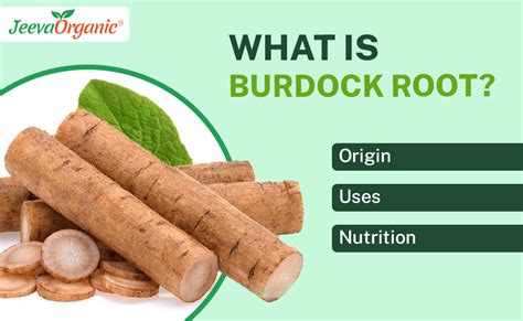 Organic Burdock Root Powder: Origin, Uses and Benefits