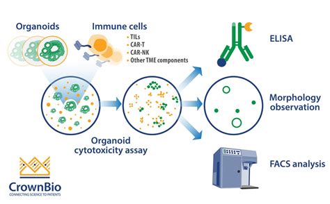 Organoid and Immune Cell Co-Culture - CrownBio