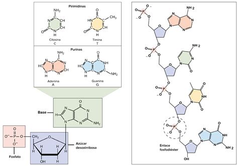 NUCLEÓTIDOS NUCLEICOS, enlace fosfodiéster – BIOLOGÍA y GEOLOGÍA