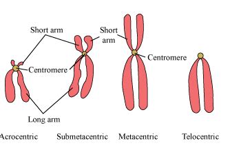 What is meant by chromosome explain its types - s7dqglzz