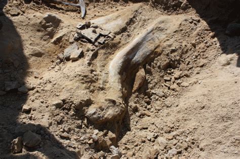 Rare triceratops fossil discovered at Denver construction site