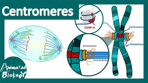 Centromere Mitosis