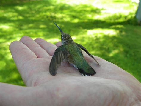 Baby Hummingbirds: Everything You Need To Know - Birdwatching Buzz