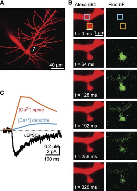 Figure 1 from Principles of Two-Photon Excitation Microscopy and Its ...