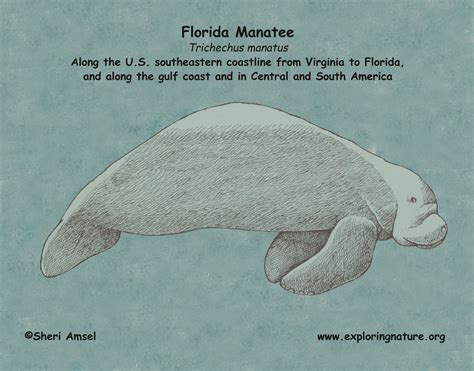 Manatee (Florida)