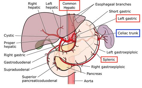 Splenic Artery - Stepwards