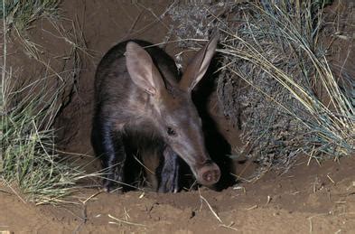 What Do Aardvarks Eat?