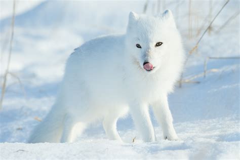 Magnificent Arctic Foxes of Manitoba | Steve and Marian Uffman Nature ...