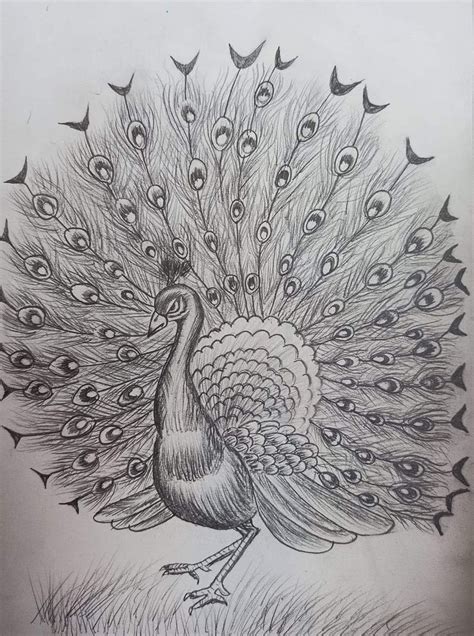 Peacock pencil drawing | Peacock drawing with colour, Abstract pencil ...