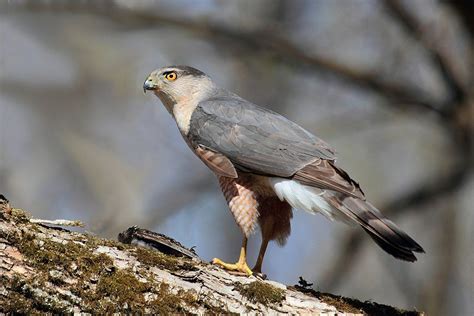 Cooper’s Hawk Nesting Questions | Outside My Window