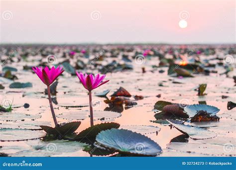 Lotus sunset stock image. Image of blooming, beautiful - 32724273