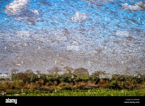 Swarm of locust Stock Photo - Alamy