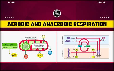 Aerobic And Anaerobic Respiration - Definition, Steps, Diagram