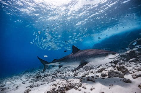 Tiger Shark Diving in Fuvahmulah