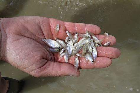 Bluegill Hatchlings