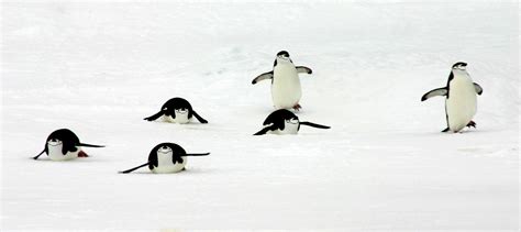 Multimedia Gallery - Sliding Chinstrap Penguins | NSF - National ...